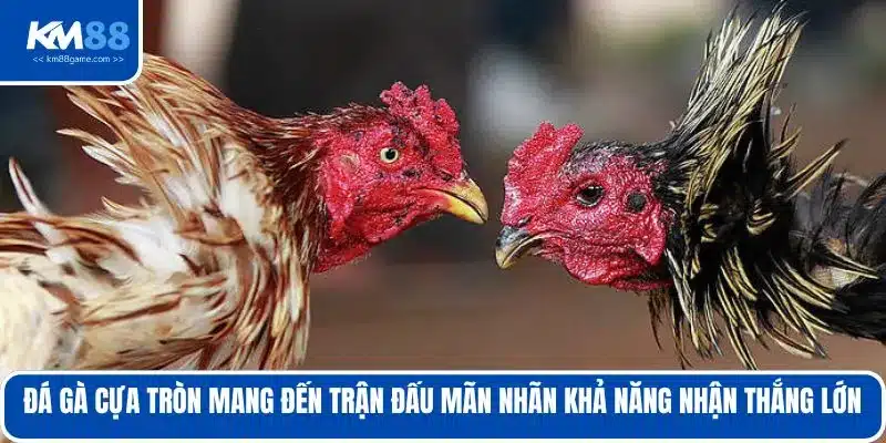 Đá gà cựa tròn mang đến trận đấu mãn nhãn khả năng nhận thắng lớn