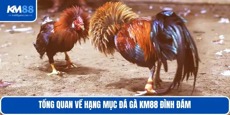 Tổng quan về hạng mục đá gà KM88 đình đám